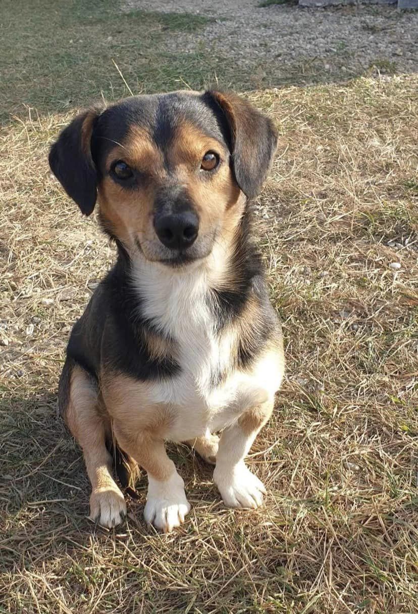 Archie 🍀Körbchen gefunden🍀 