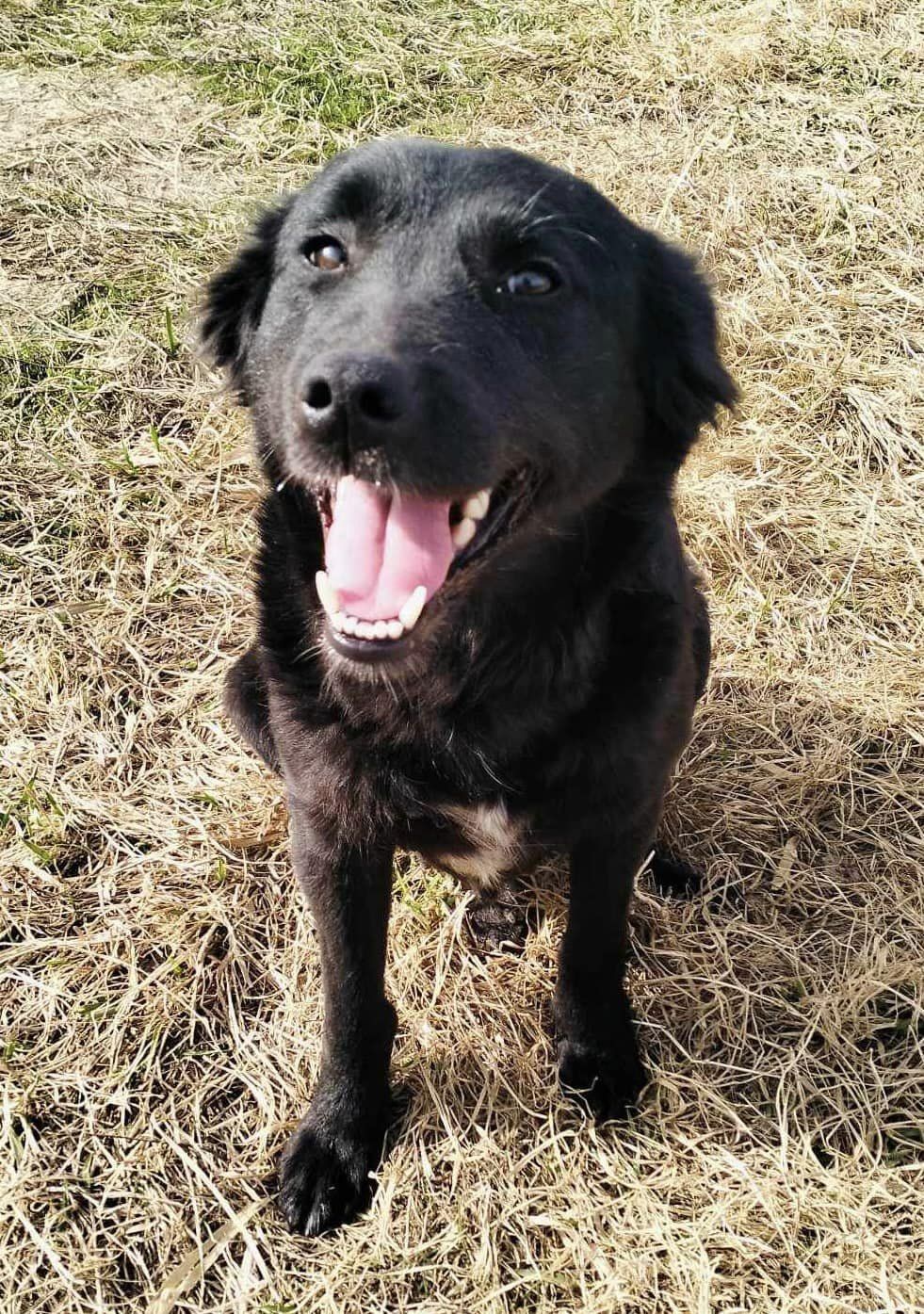 Laika 🍀Körbchen gefunden🍀